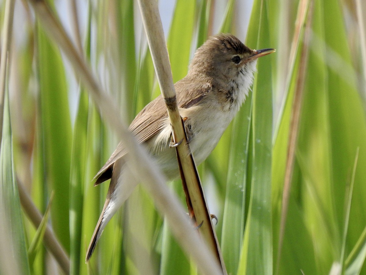 Common Reed Warbler - ML343062301