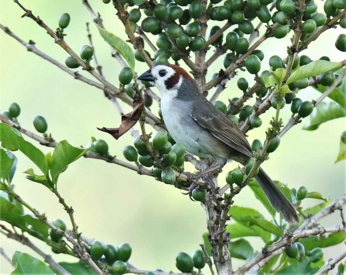 White-faced Ground-Sparrow - ML343062371