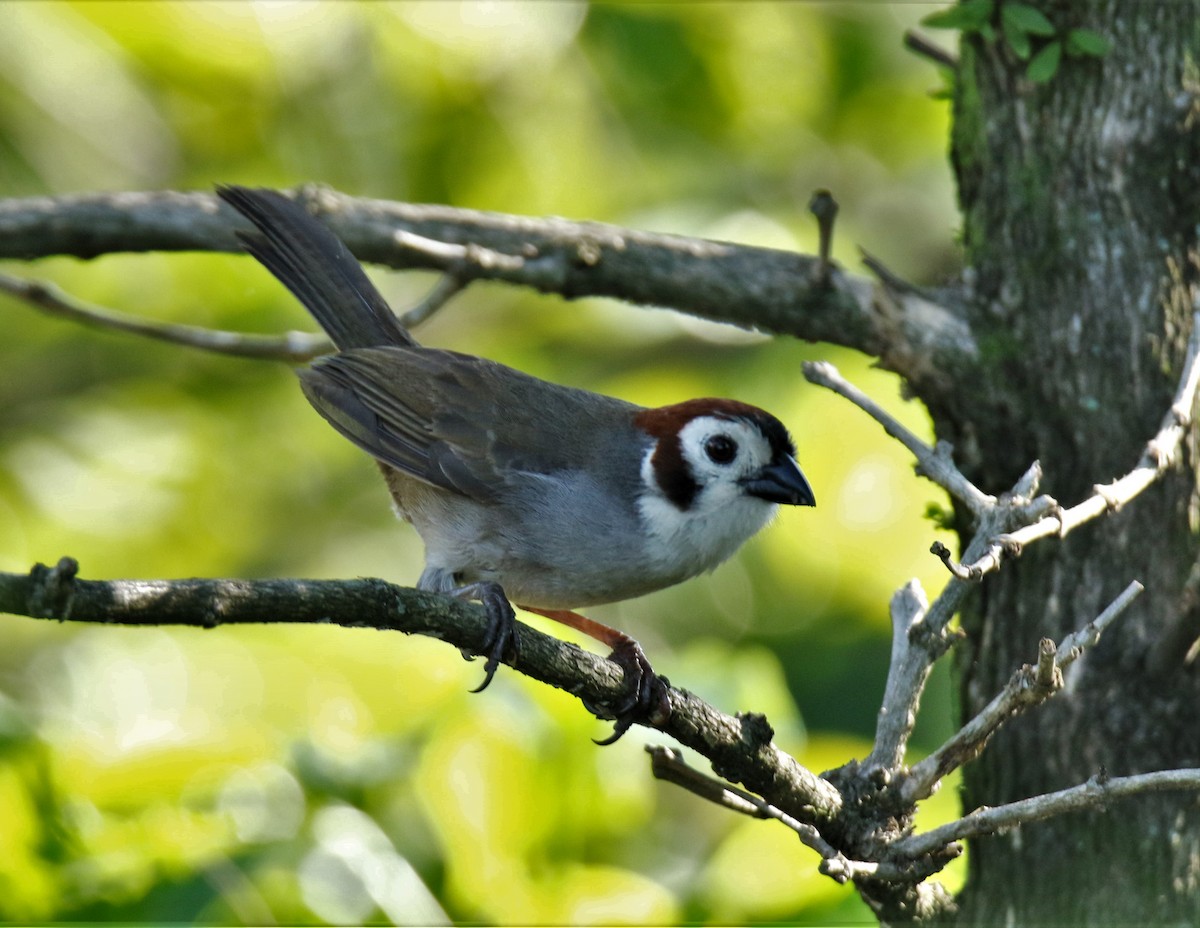 White-faced Ground-Sparrow - ML343062391