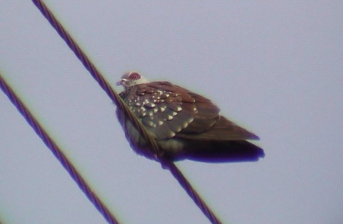 Speckled Pigeon - ML343067841