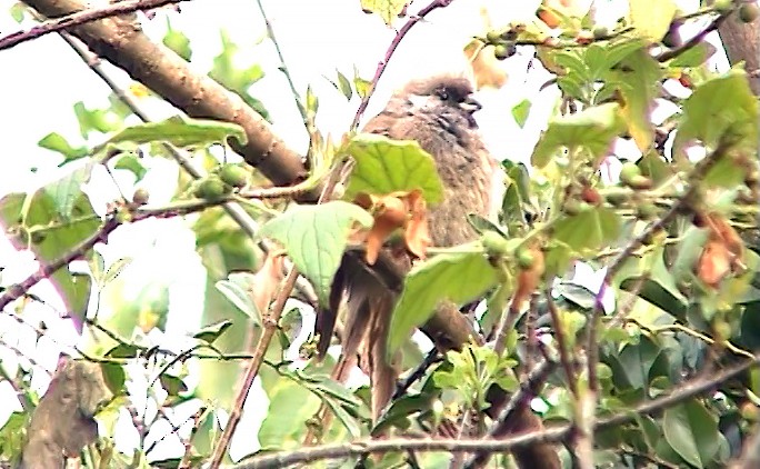 Speckled Mousebird - ML343072321