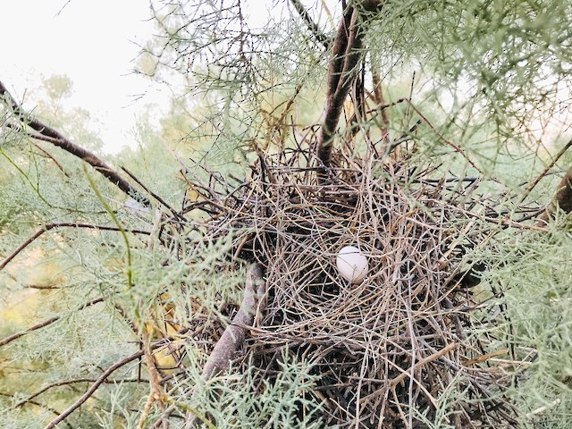 Nest with one egg. - Eurasian Collared-Dove - 