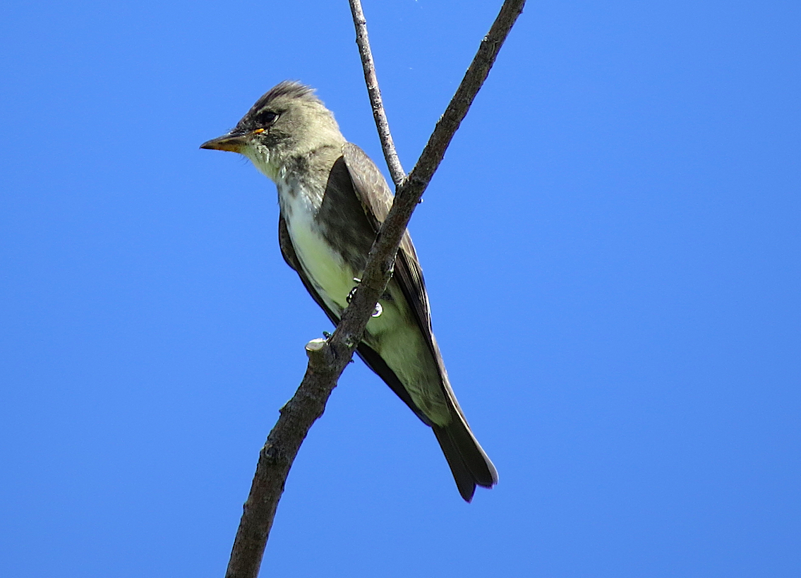 Olive-sided Flycatcher - Ted Floyd