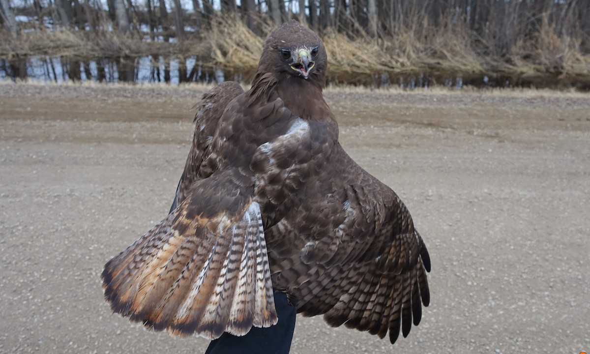Red-tailed Hawk (Harlan's) - Sylvain Bourdages