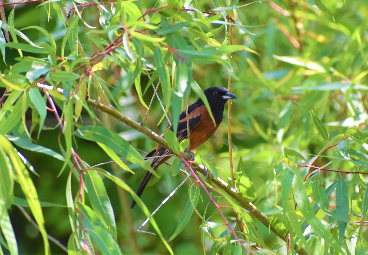 Orchard Oriole - ML343077811