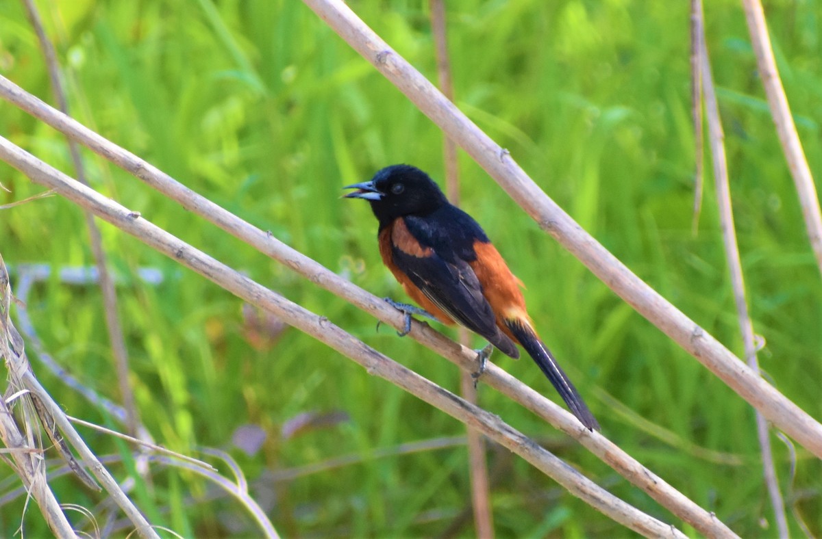 Orchard Oriole - ML343078601