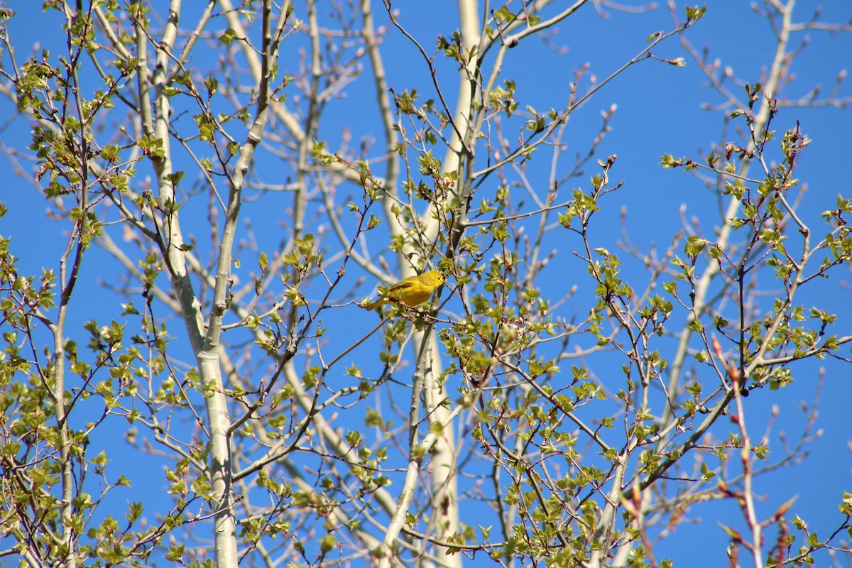 Yellow Warbler - ML343082121