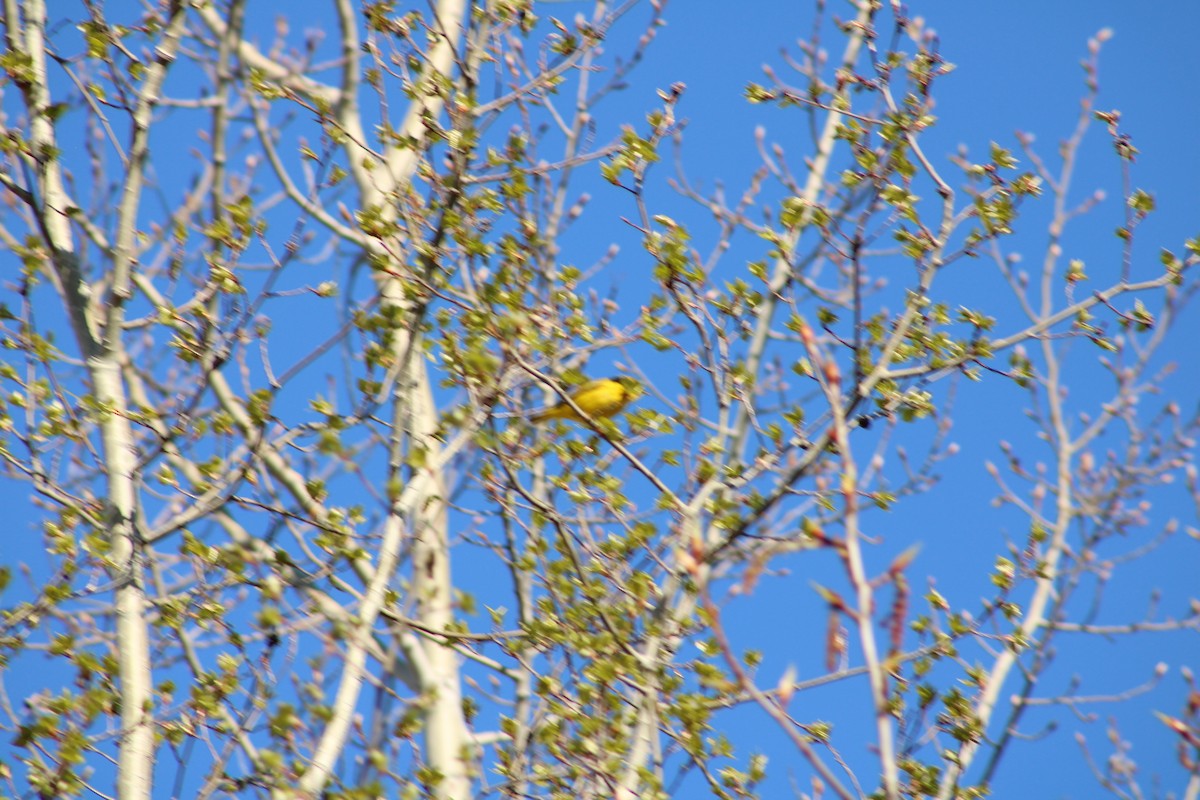 Yellow Warbler - ML343082161