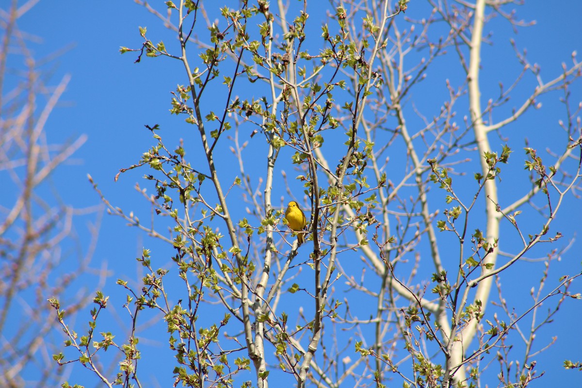 Yellow Warbler - ML343082221