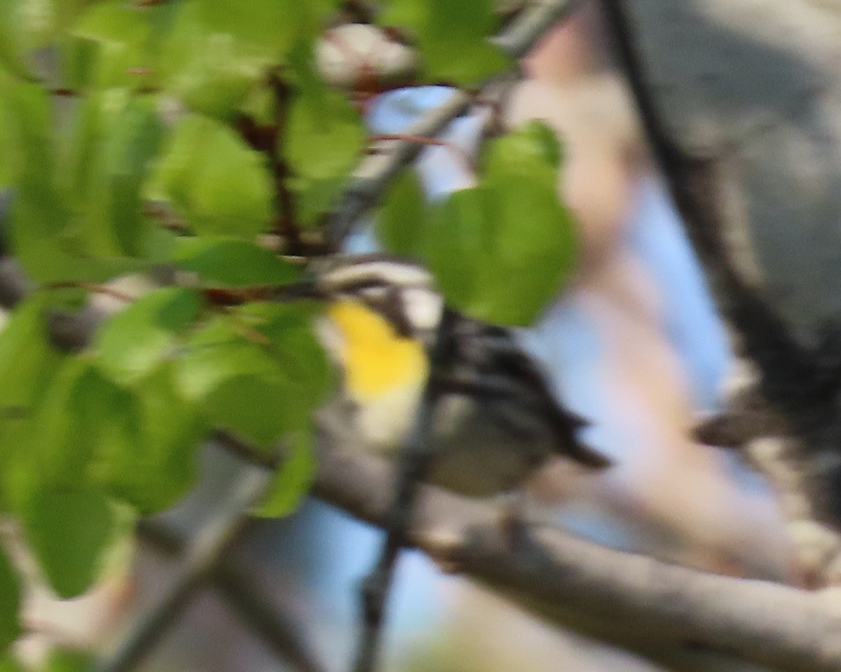 Yellow-throated Warbler - ML343082711