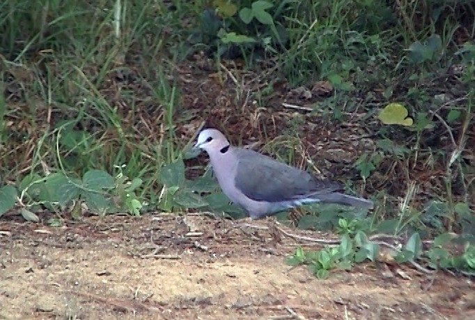 Red-eyed Dove - ML343085341