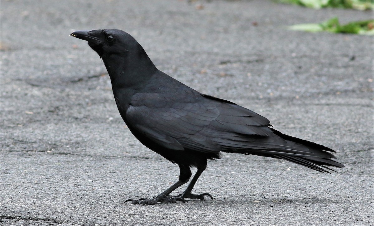 Corvus sp. (crow sp.) - ML343090691