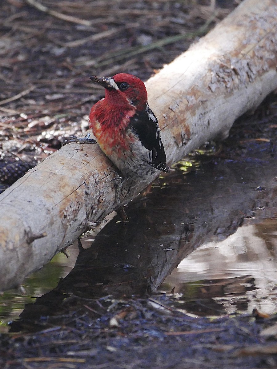 Red-breasted Sapsucker - ML343092791