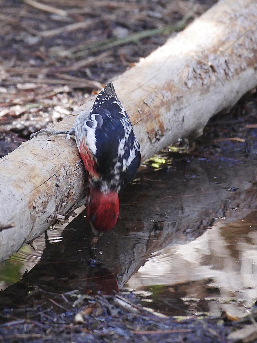 Red-breasted Sapsucker - ML343092801