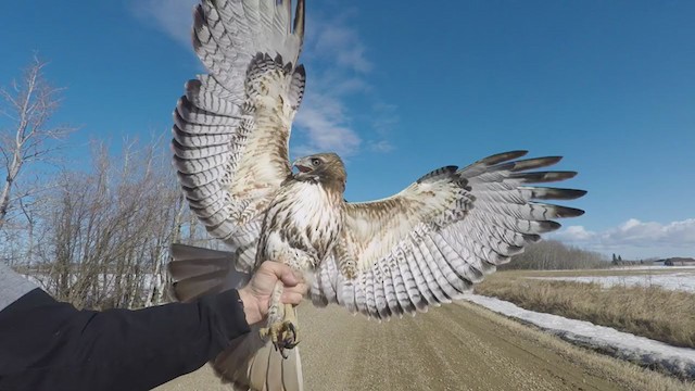 Red-tailed Hawk (abieticola) - ML343092821