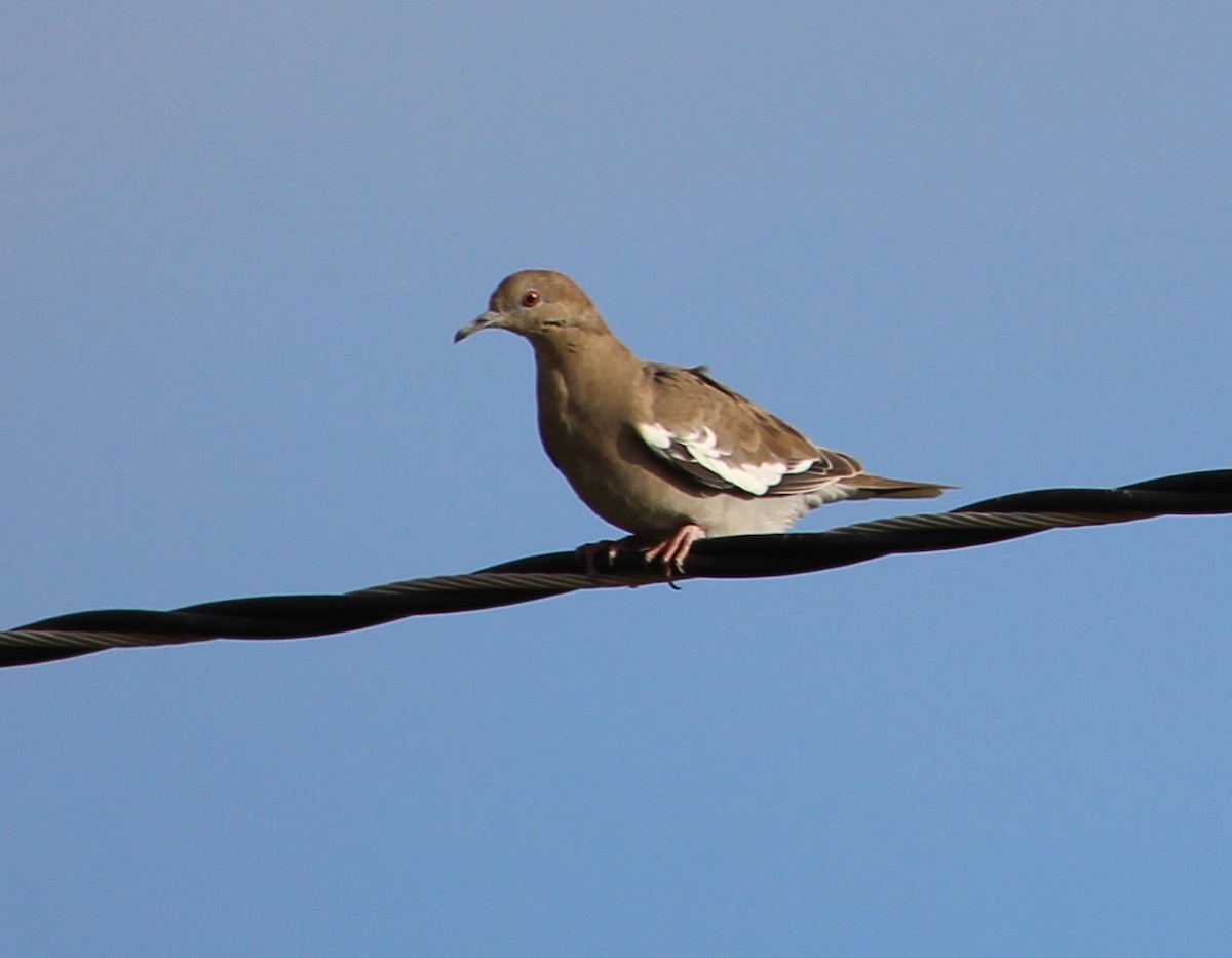 White-winged Dove - ML34309661