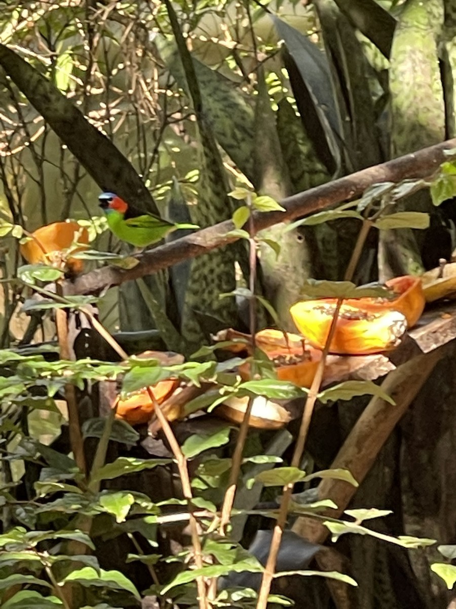 Red-necked Tanager - ML343102751