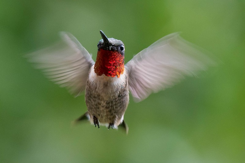 Ruby-throated Hummingbird - Chris Olson