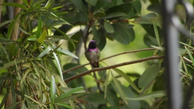 Anna's x Costa's Hummingbird (hybrid) - ML343107151