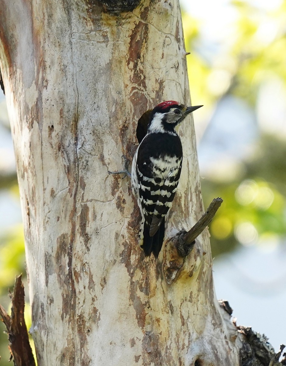 Lesser Spotted Woodpecker - Bárbara Morais