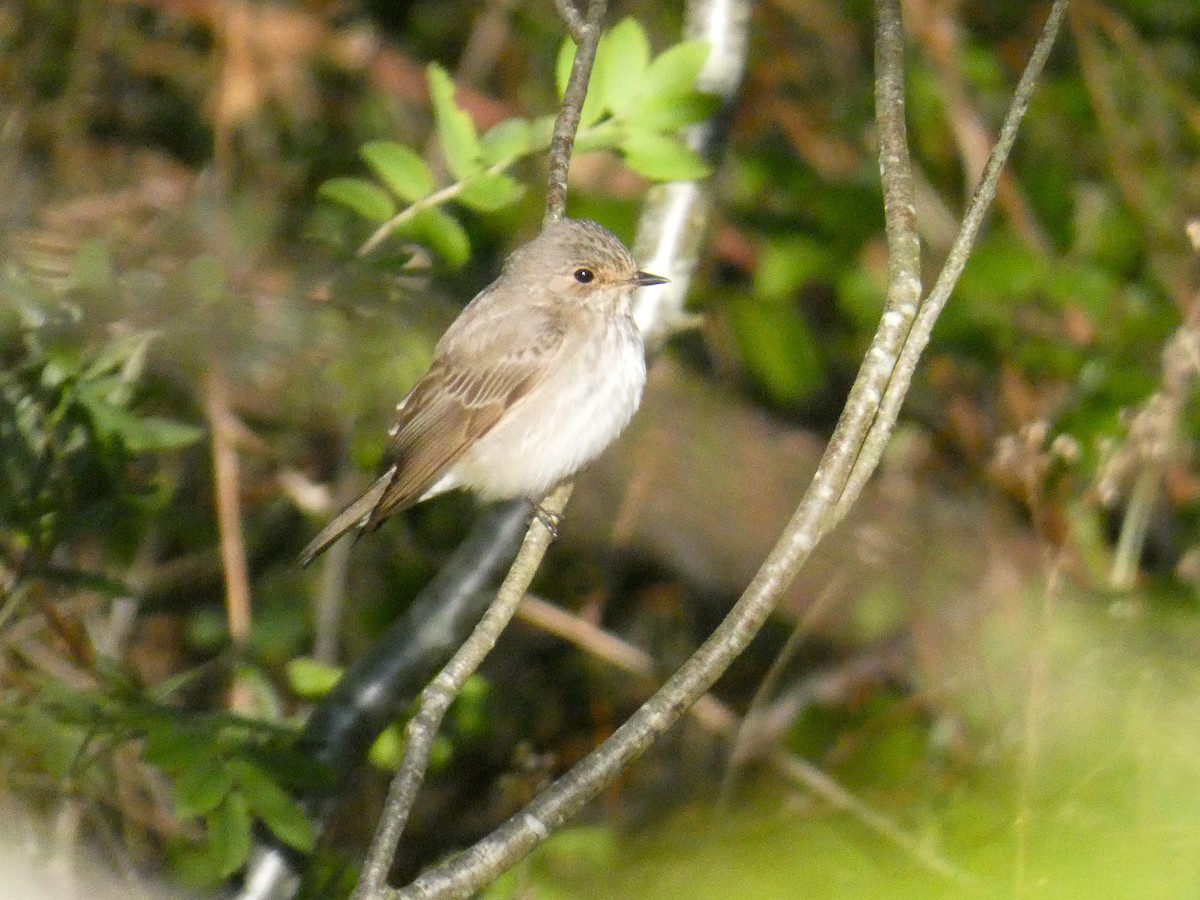 Spotted Flycatcher - Marie Stridh