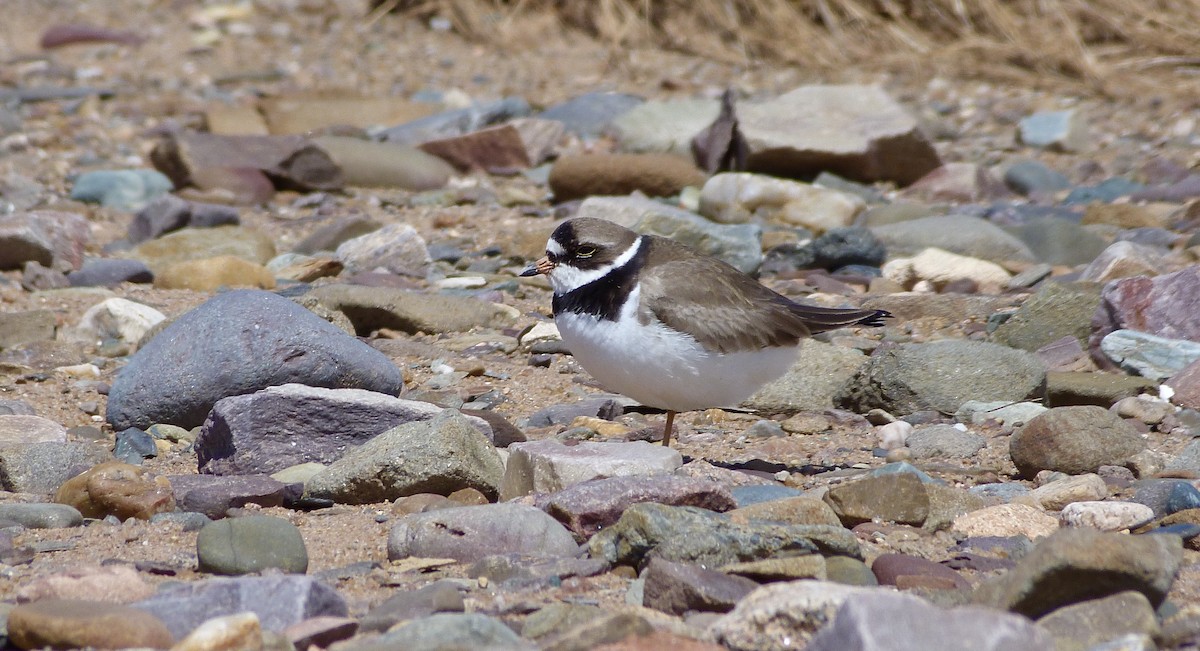 Semipalmated Plover - ML343113241