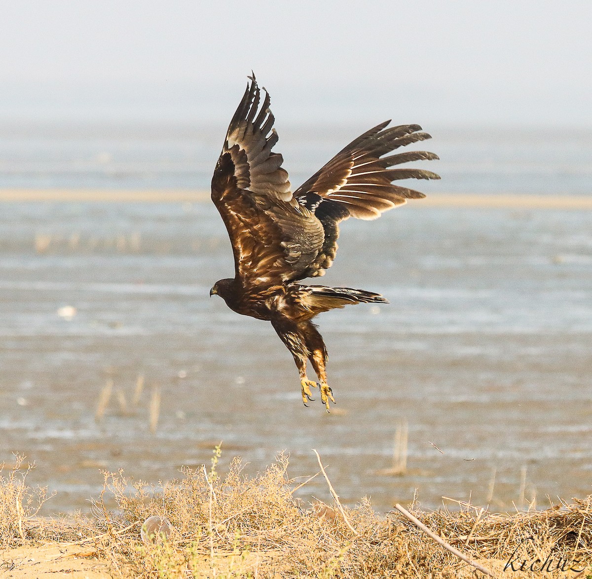 Greater Spotted Eagle - Kichu Aravind