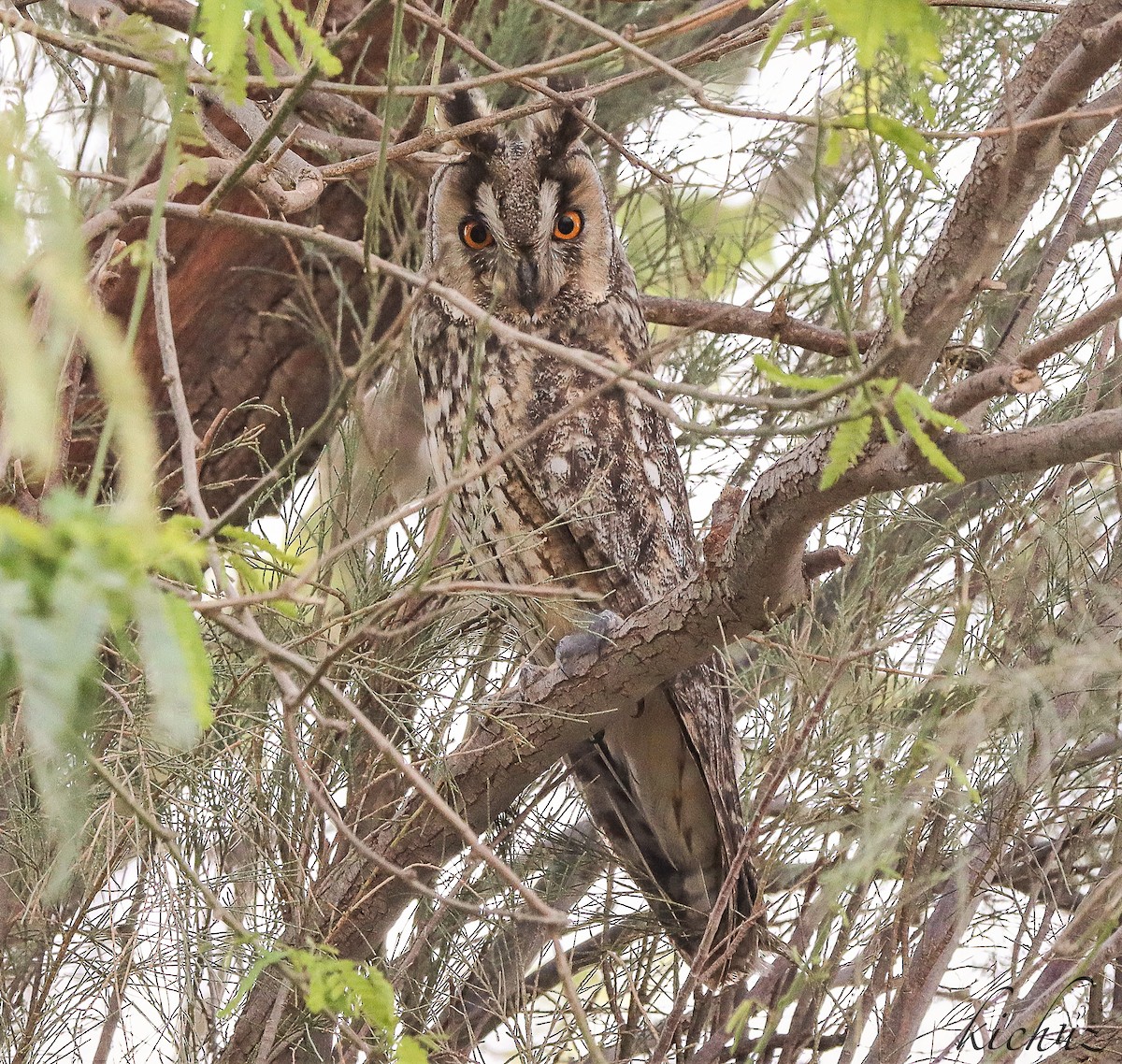 Long-eared Owl - ML343114611