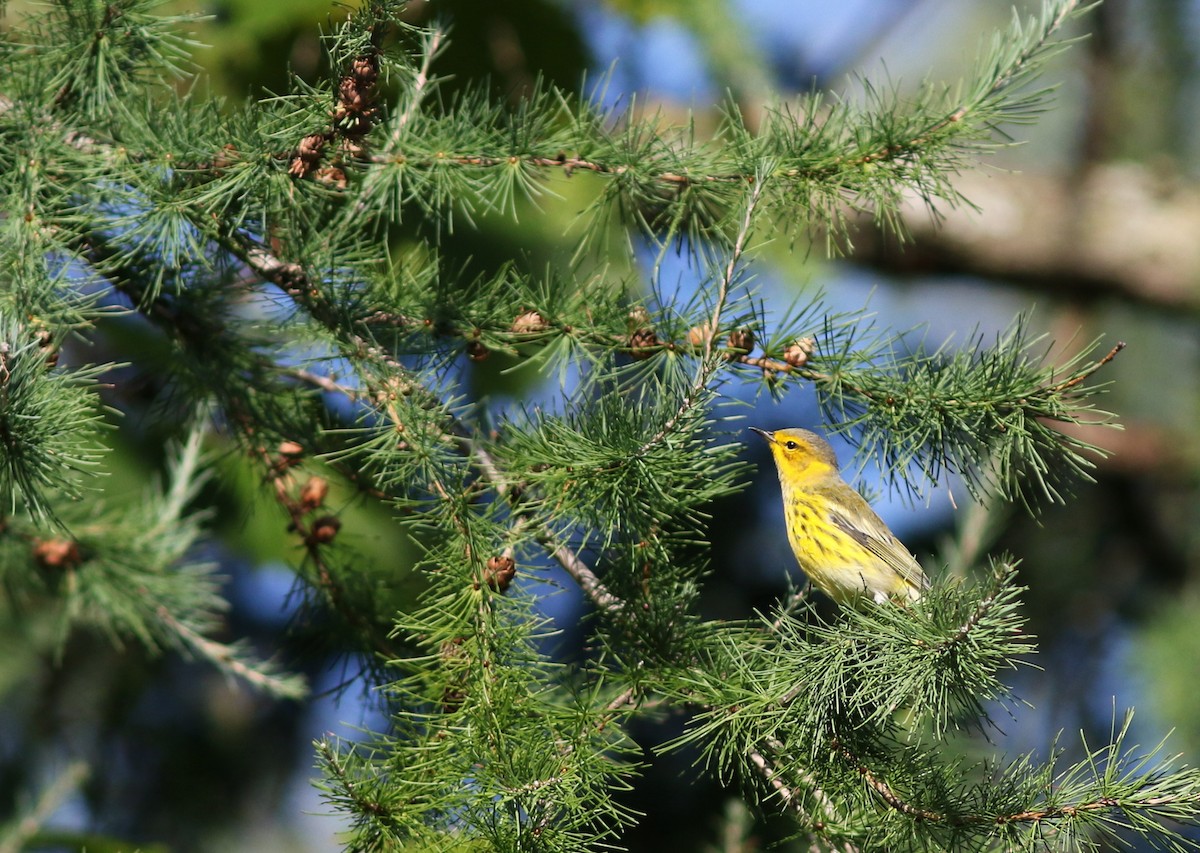 Cape May Warbler - Mark Patry