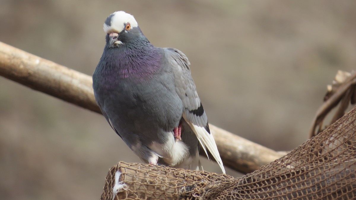 Rock Pigeon (Feral Pigeon) - Wieland Feuerabendt