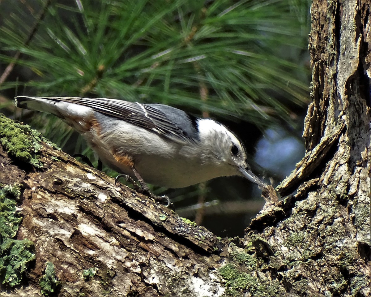 White-breasted Nuthatch - ML343132161