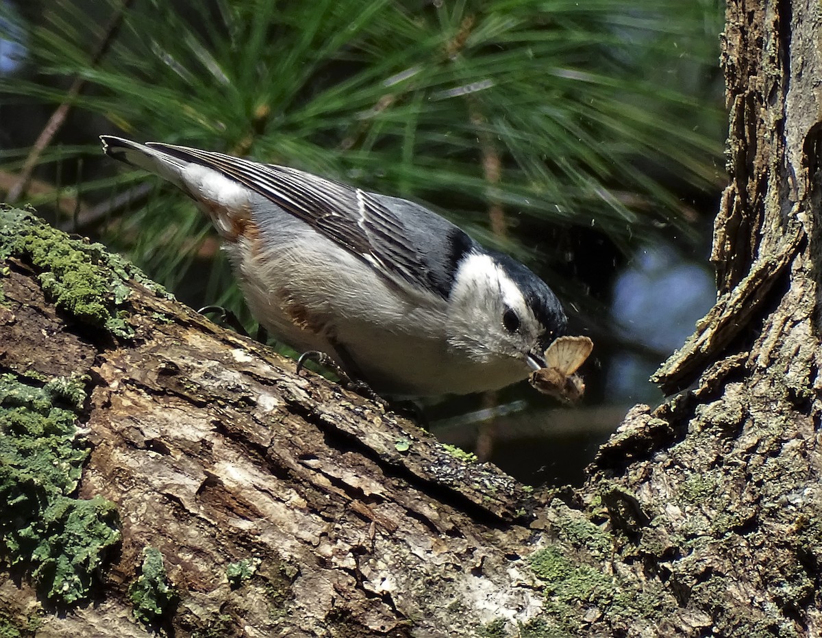 White-breasted Nuthatch - ML343132241