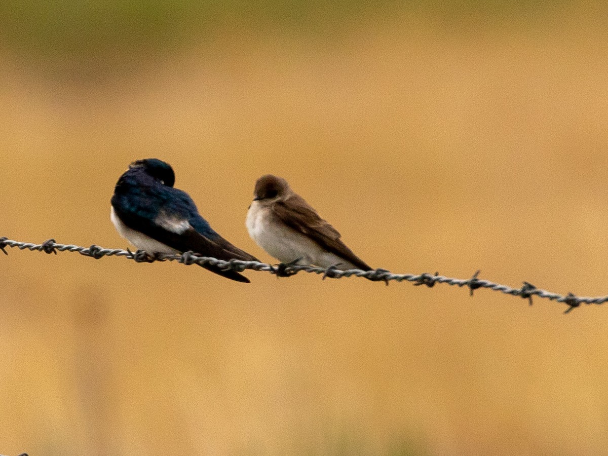 Northern Rough-winged Swallow - ML343134771