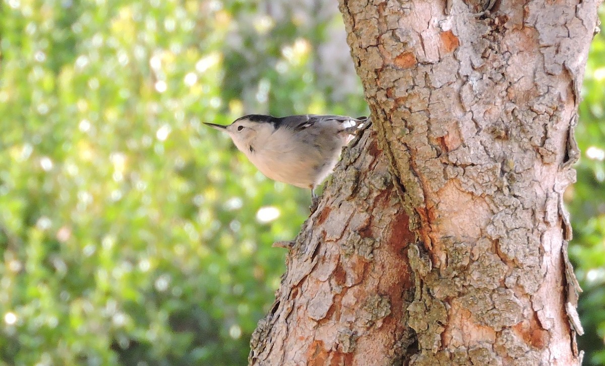 White-breasted Nuthatch - ML34313621