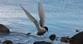  - Kerguelen Tern