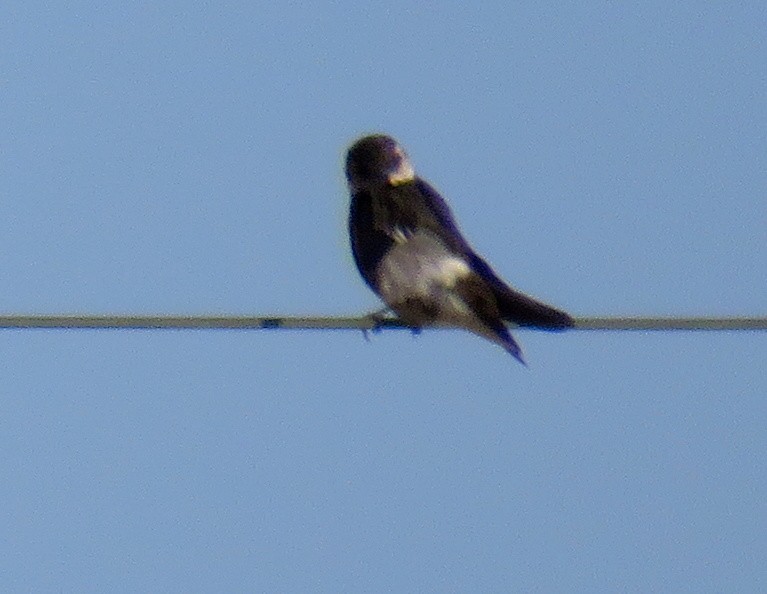 Violet-green Swallow - Chris Conard