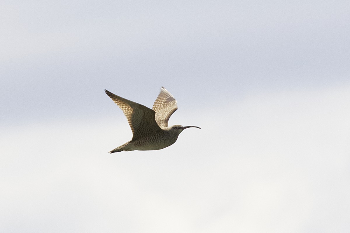 Whimbrel (Hudsonian) - Stan Lilley