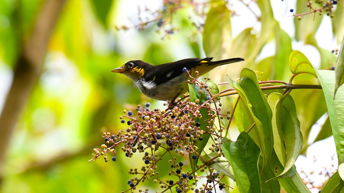 Yellow-backed Tanager - ML343147721