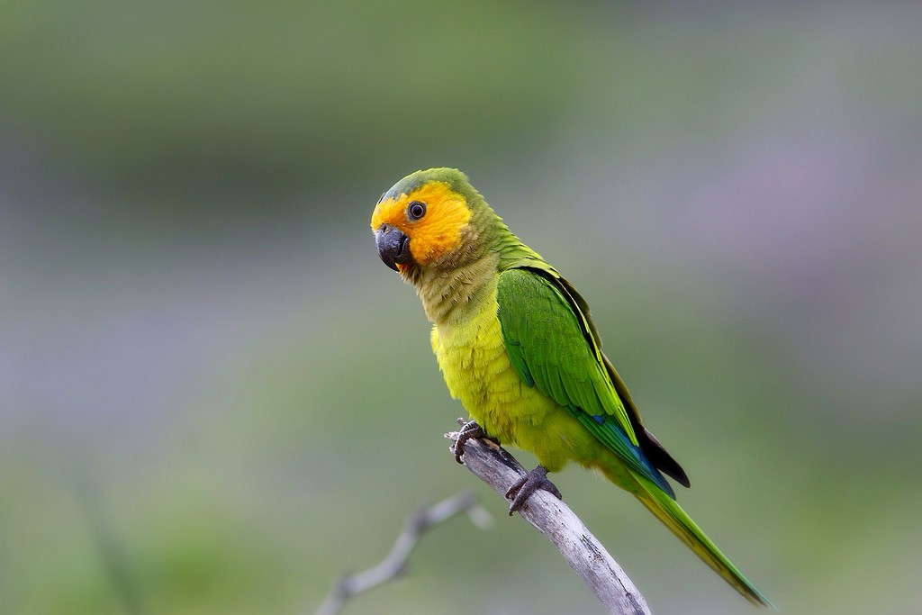 Brown-throated Parakeet - Anonymous