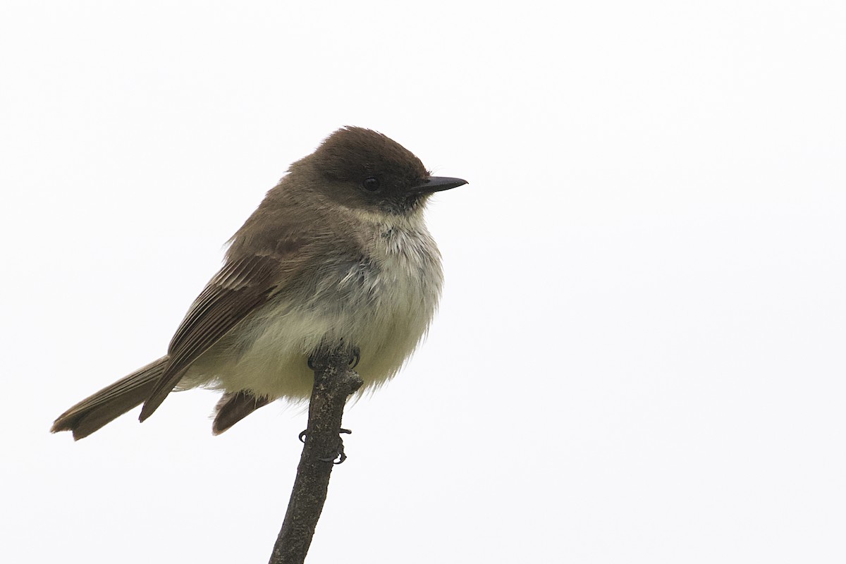 Eastern Phoebe - Stan Lilley