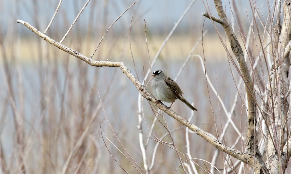 White-crowned Sparrow - Susan Maclin