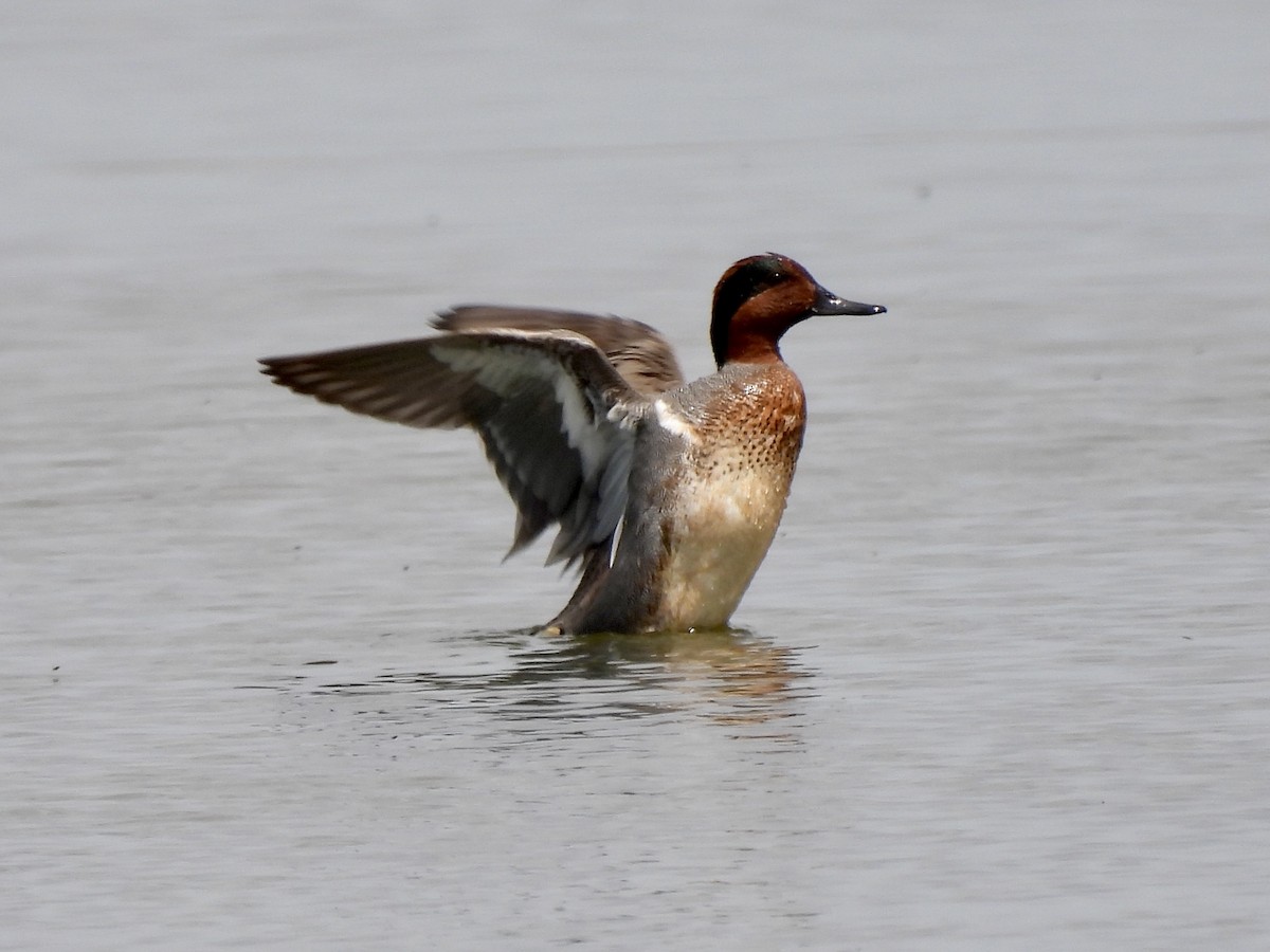 Green-winged Teal - ML343154071