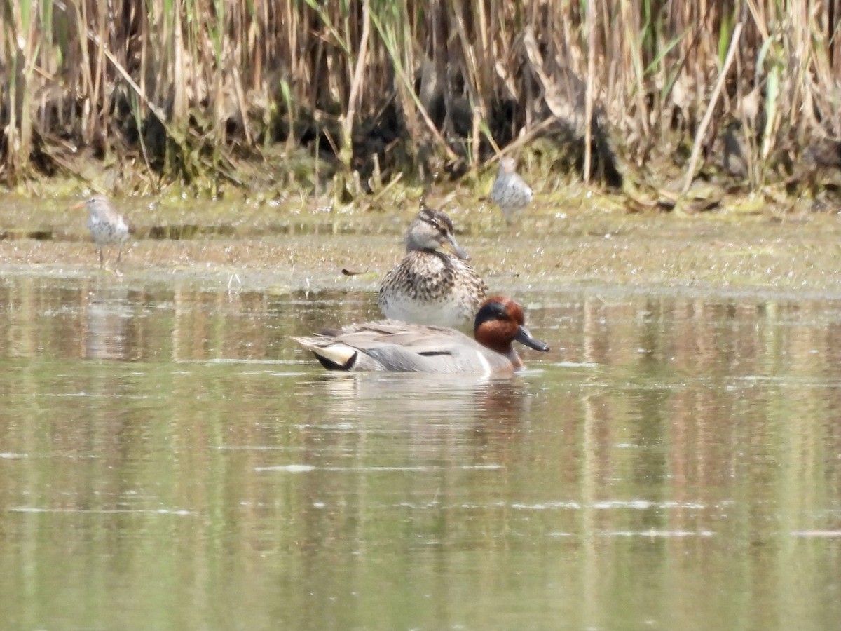 Green-winged Teal - ML343154181