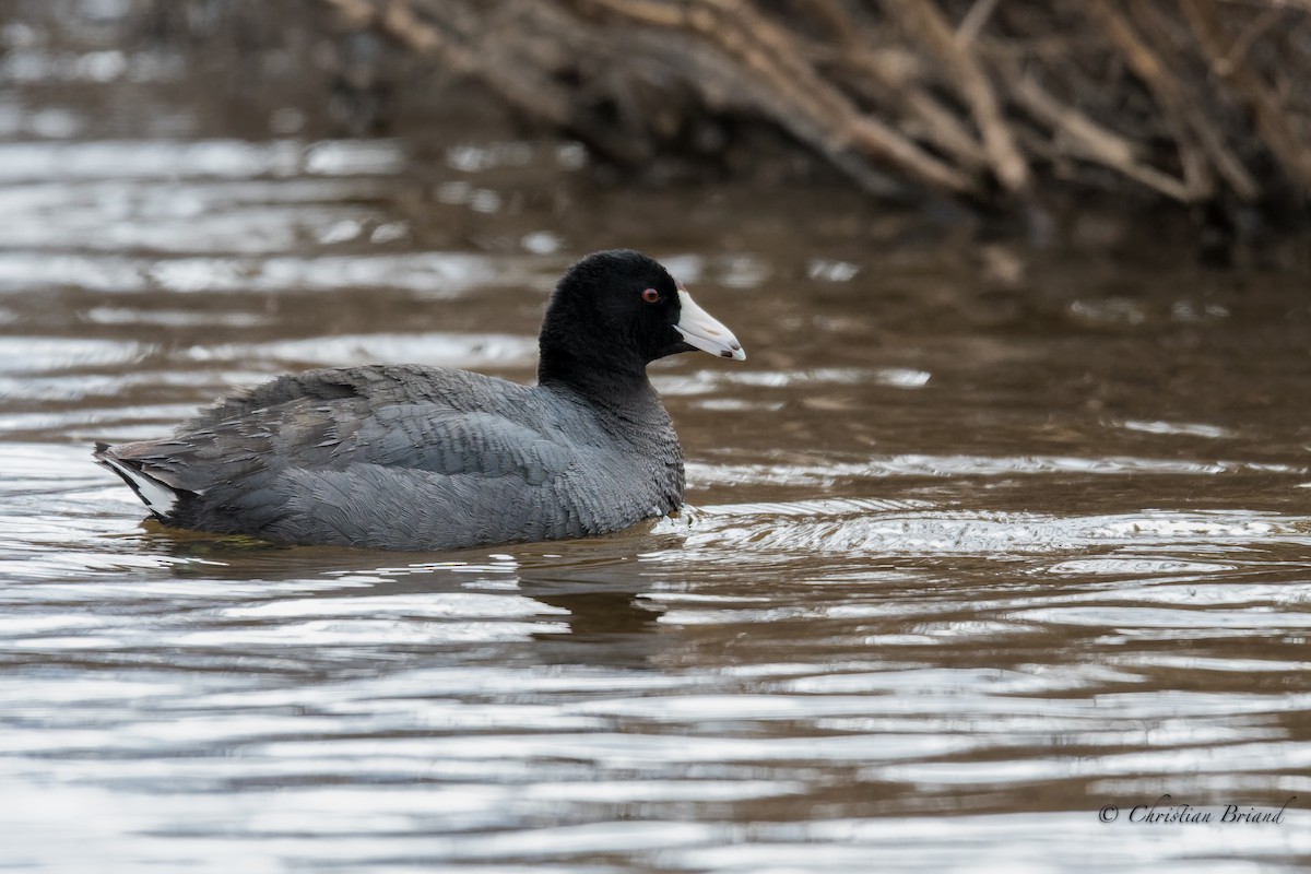 American Coot - Christian Briand