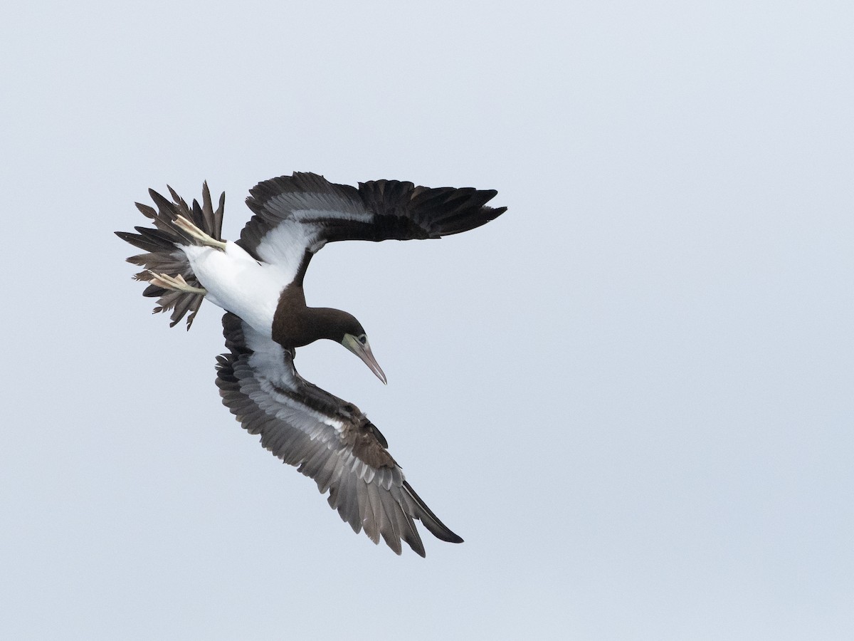 Brown Booby - ML343158851