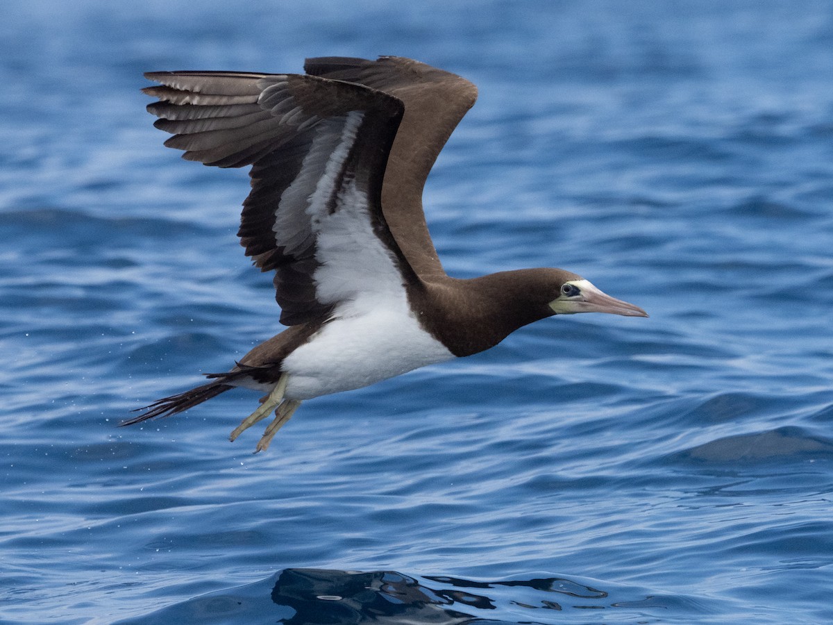 Brown Booby - ML343158871