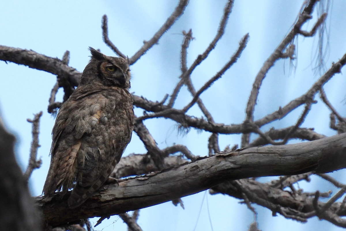 Great Horned Owl - ML343167701