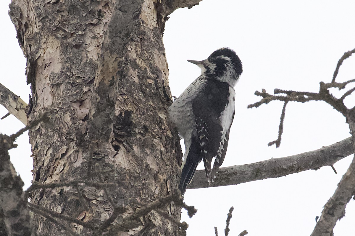 American Three-toed Woodpecker (Rocky Mts.) - ML343168371