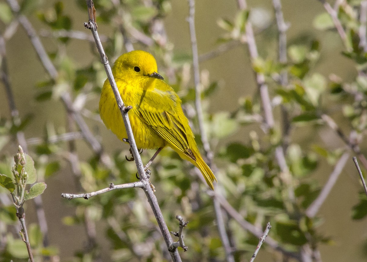 Yellow Warbler (Northern) - ML343169251