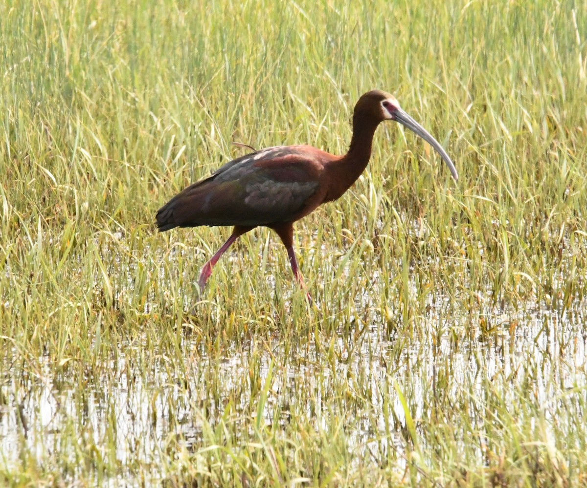 ibis americký - ML343173771